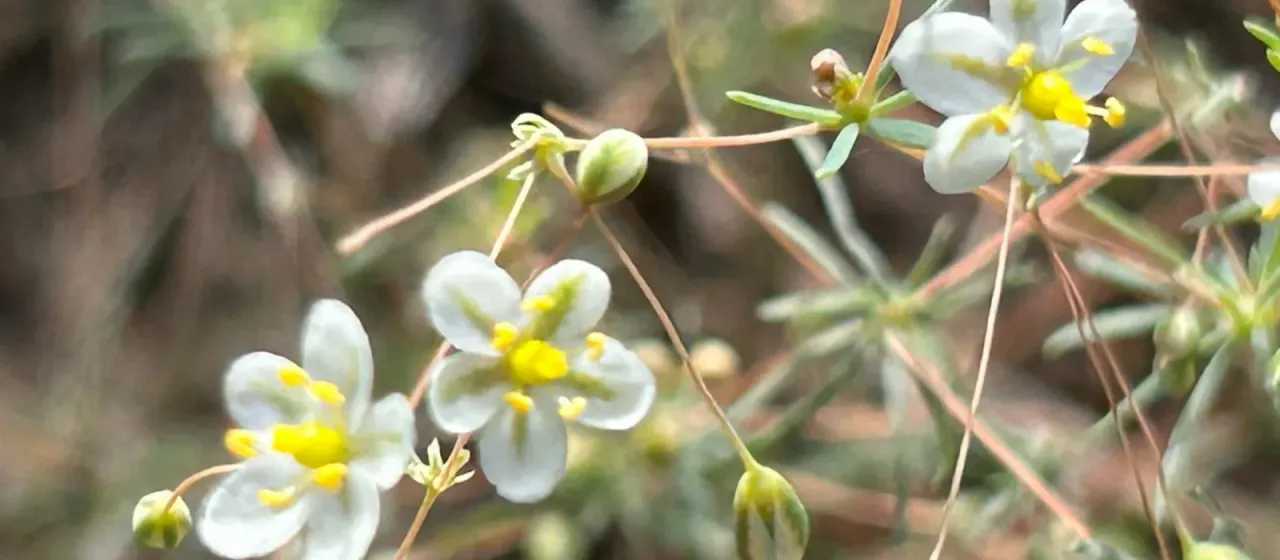 Threadleaf carpetweed