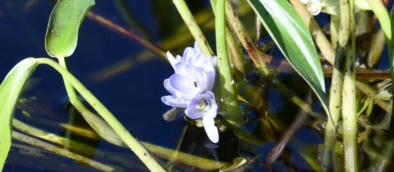 Pontederia vaginalis