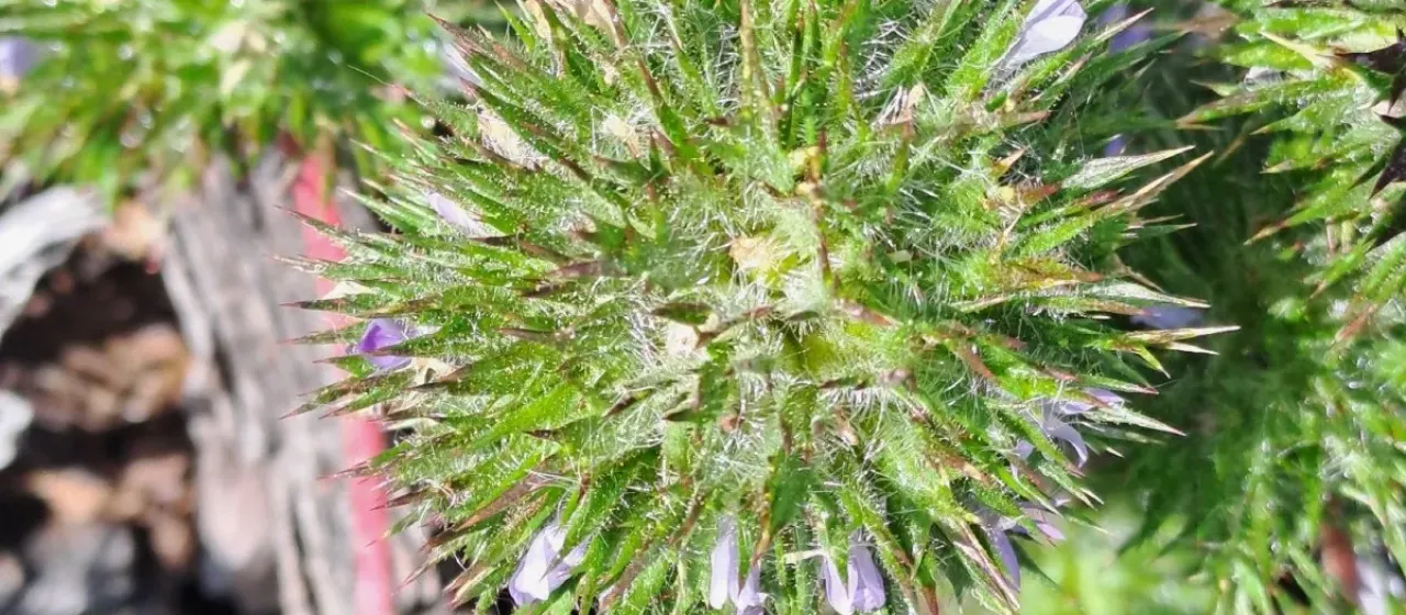 Skunkweed