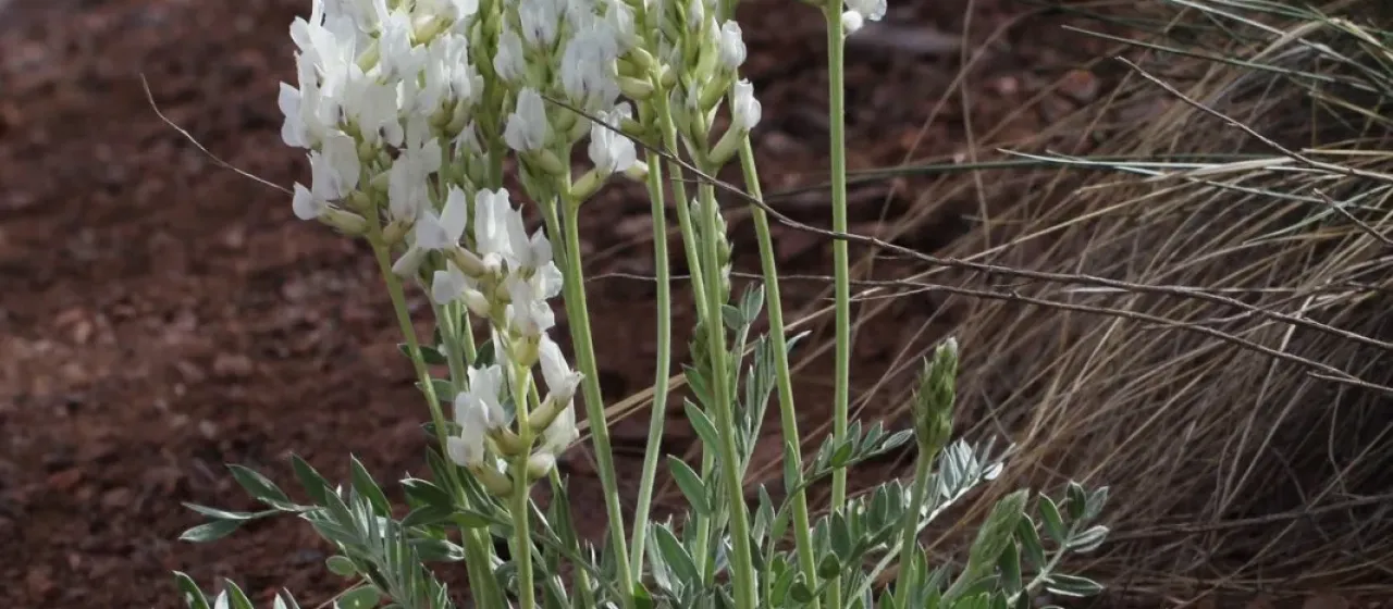 Rocky Mountain locoweed