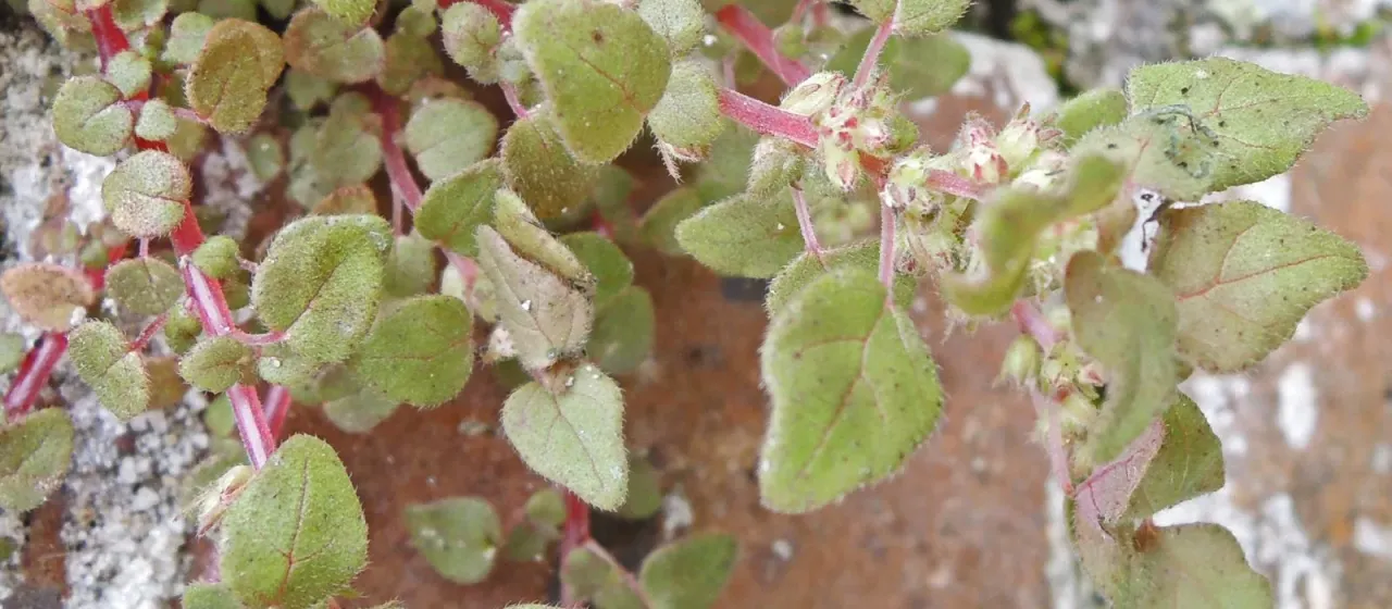 Parietaria praetermissa