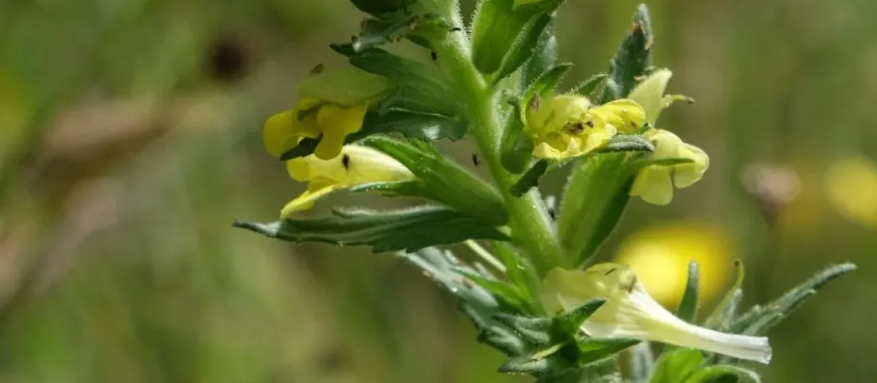 Yellow glandweed