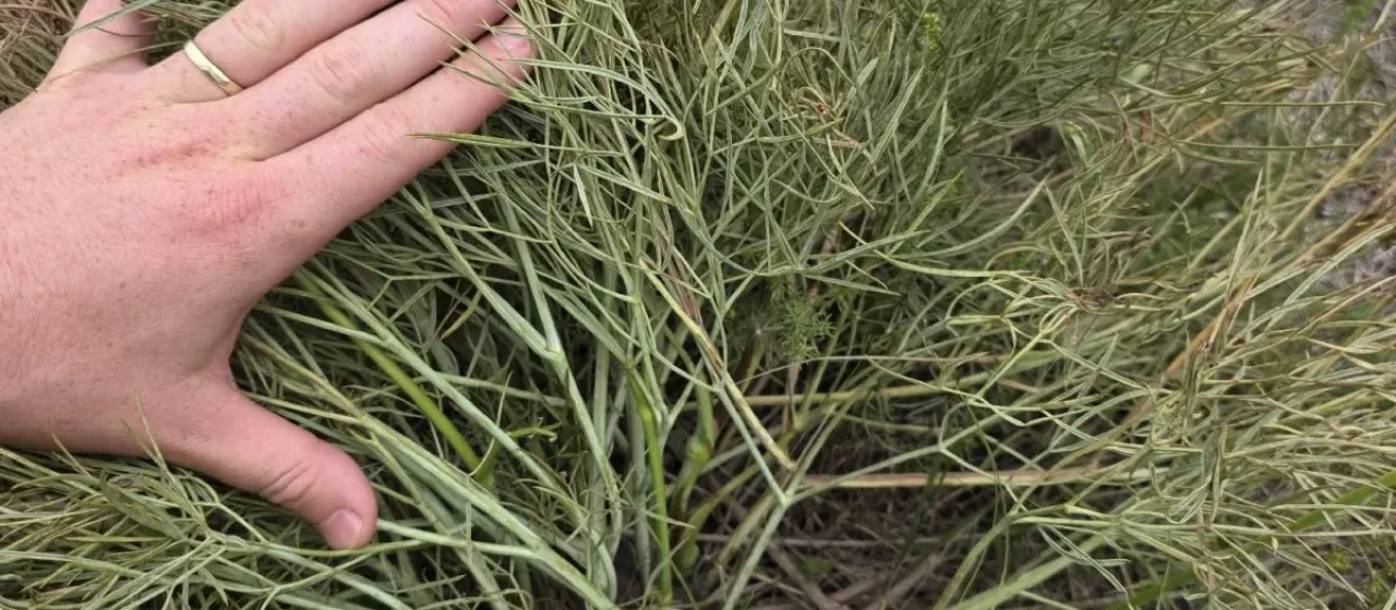 Hog Fennel