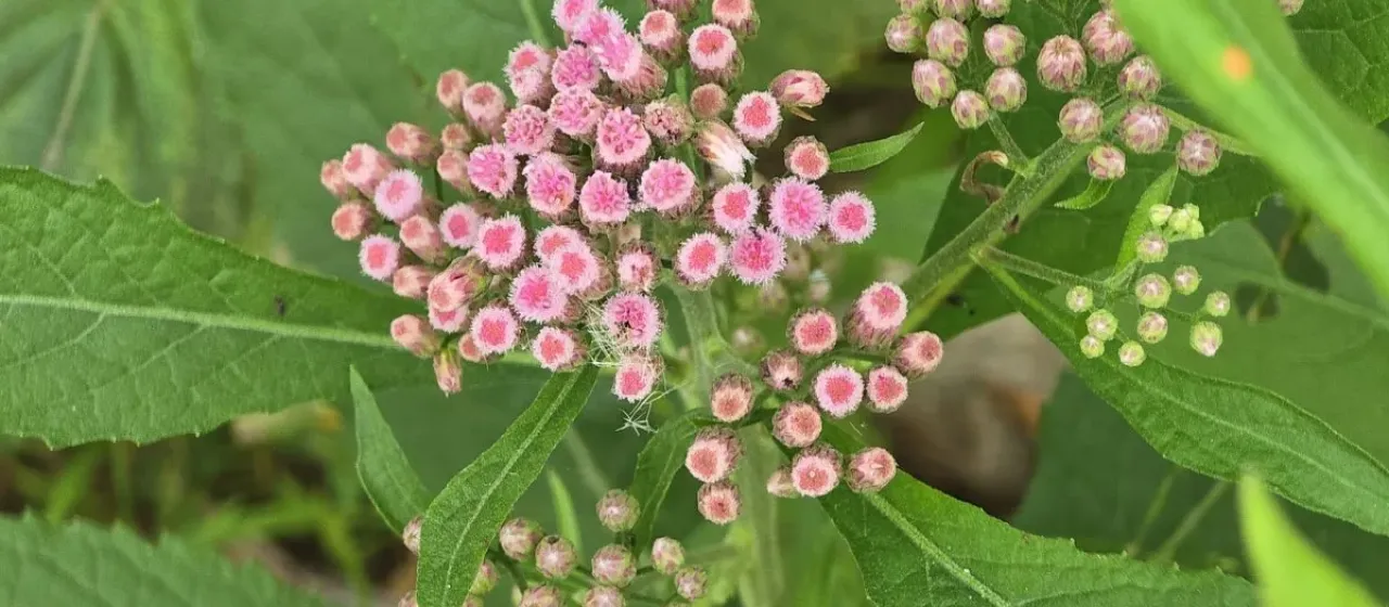 Плюхея камфорная
