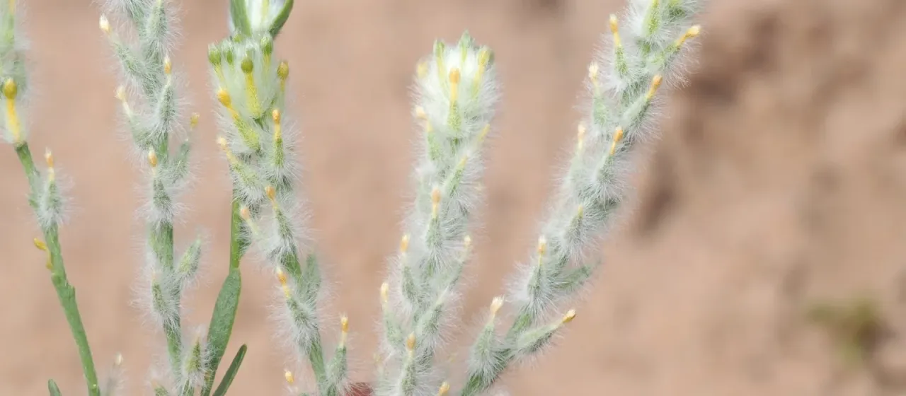 Pimelea trichostachya