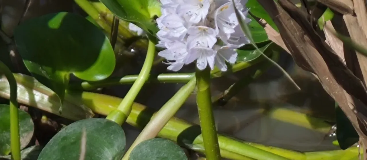 Tropical pickerelweed