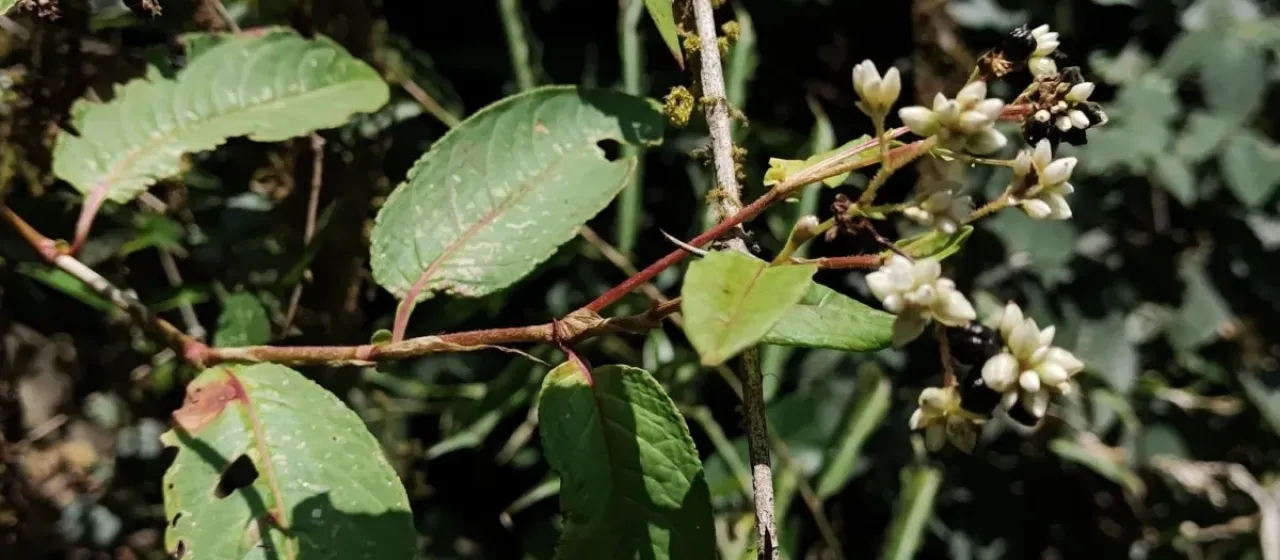 Chinese knotweed