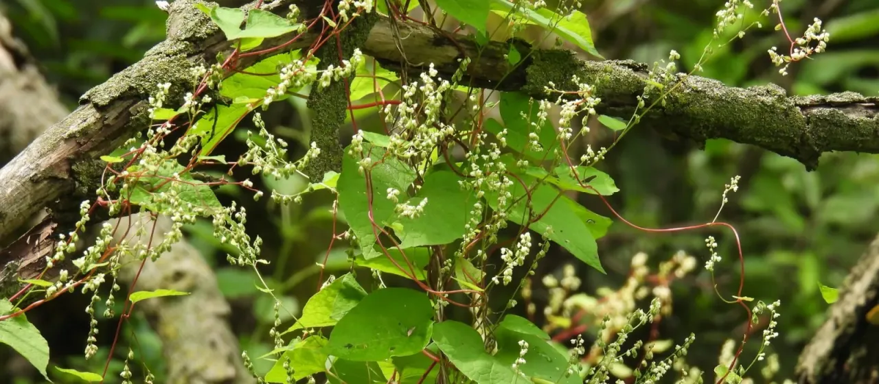Parogonum