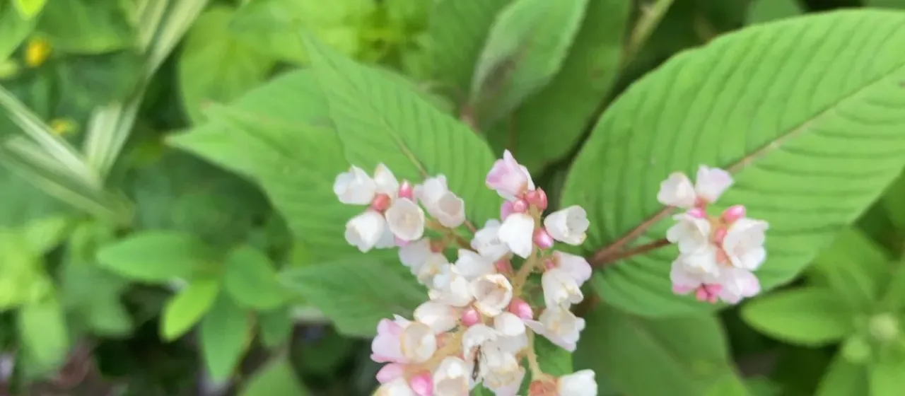 Bellflower knotweed