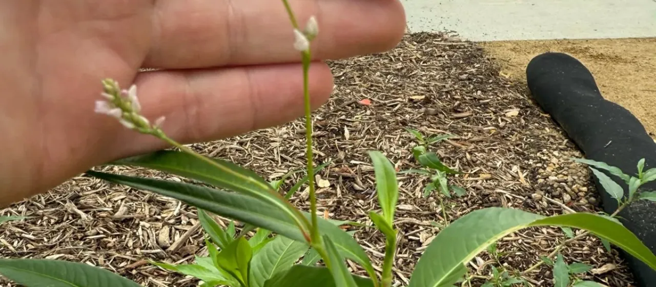 Pennsylvania smartweed