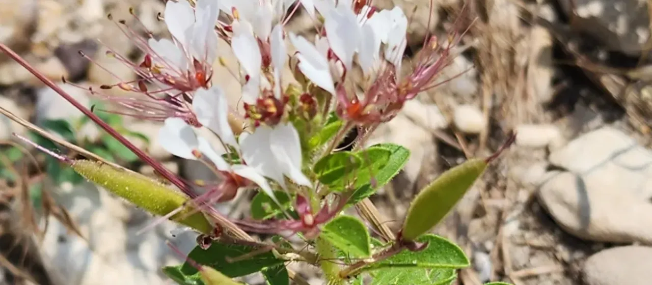 Clammyweed