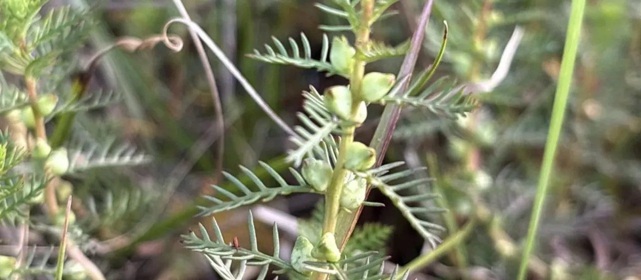 Comb-leaf mermaidweed