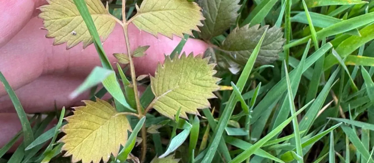 Silverweed
