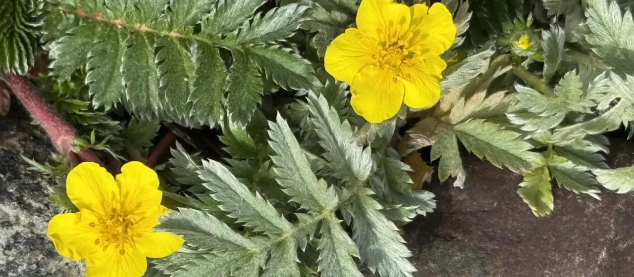 Silverweed