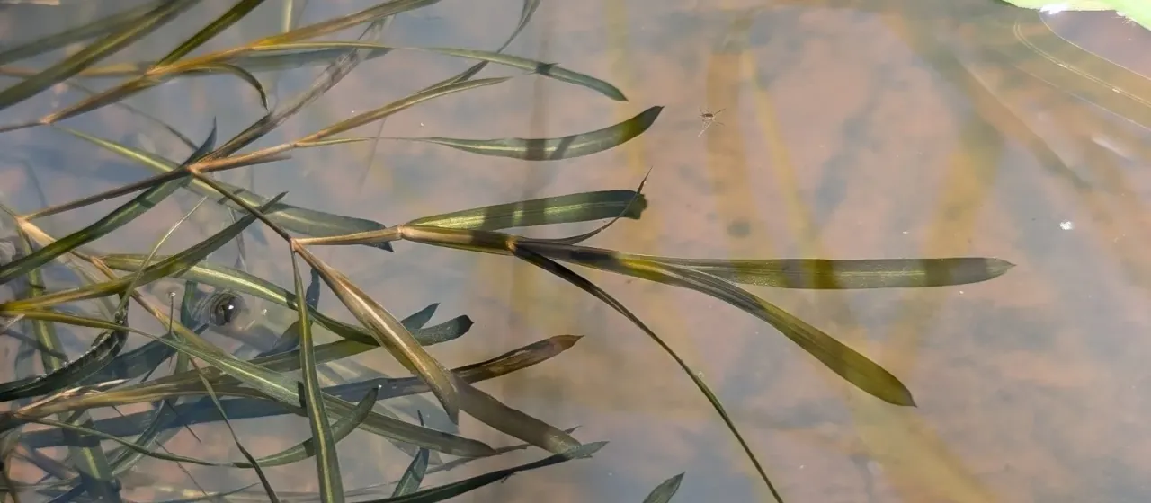 Sharp-leaved pondweed