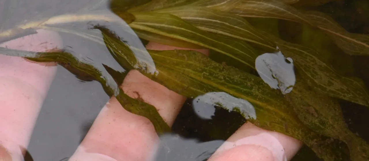 Red pondweed