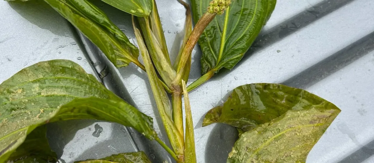 Large-leaved pondweed