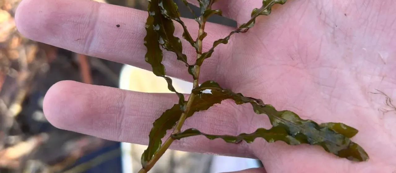 Curly-leaf pondweed