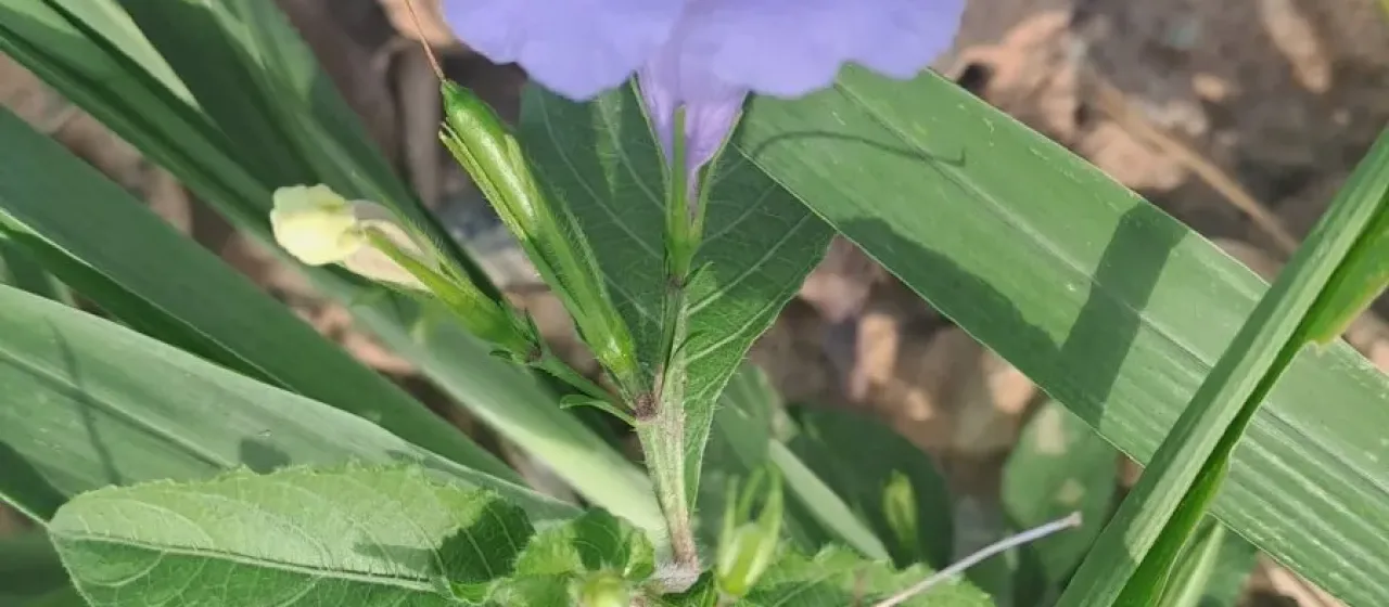 Ruellia tuberosa