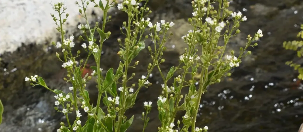 Brookweed