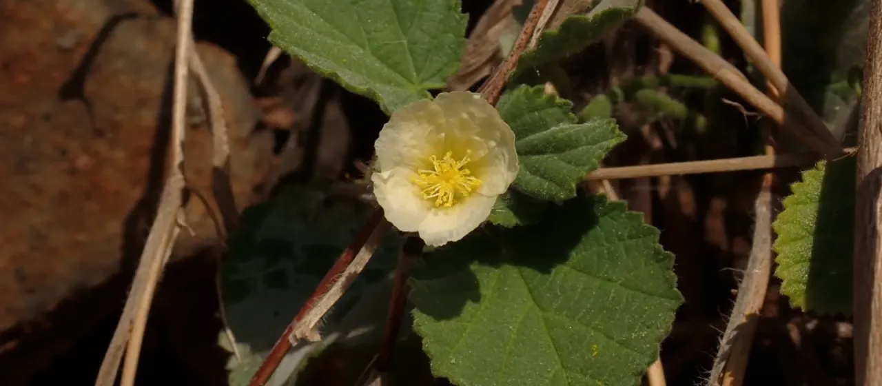 Heartleaf sida