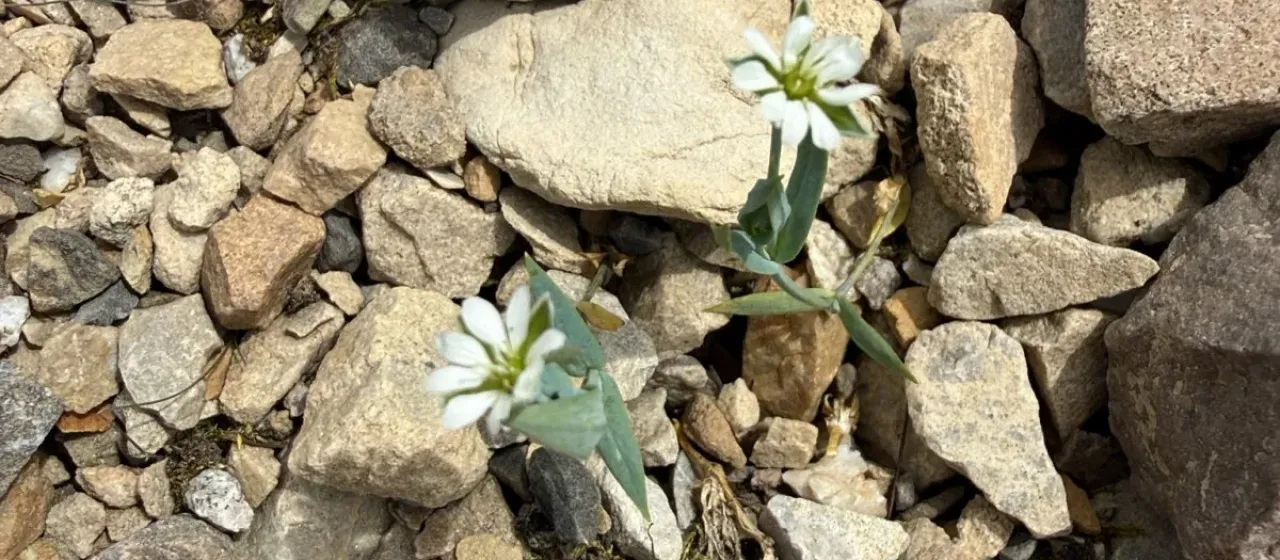 Longstalk starwort