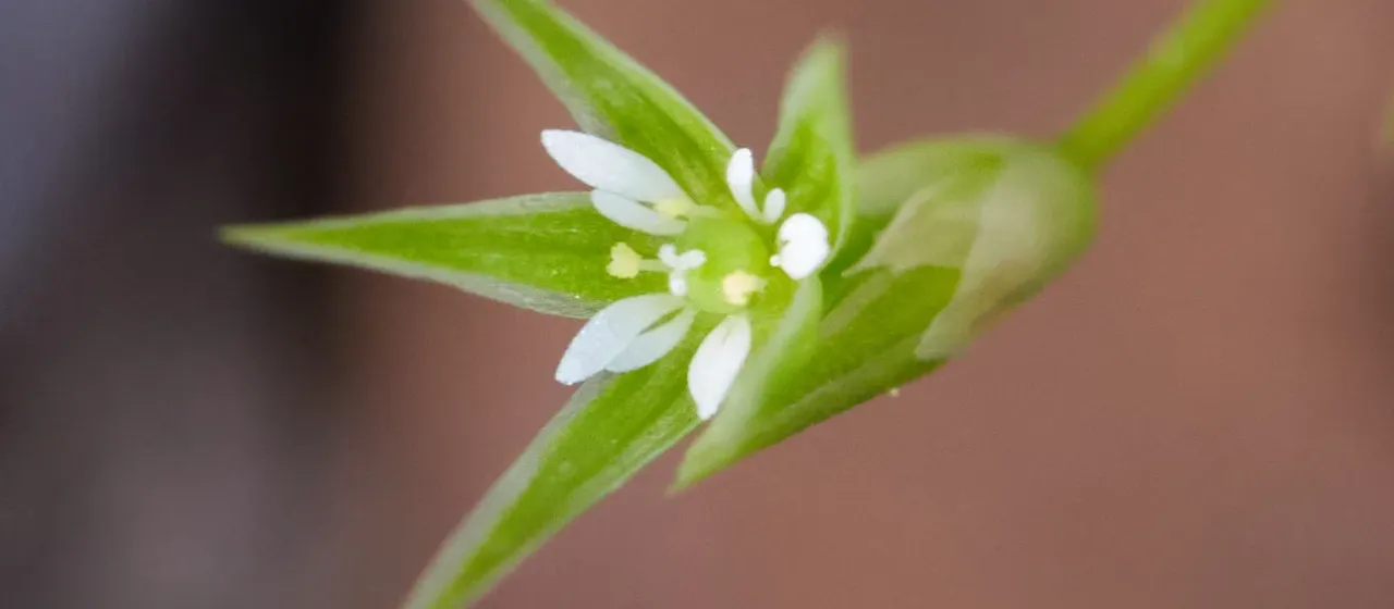 Shining starwort