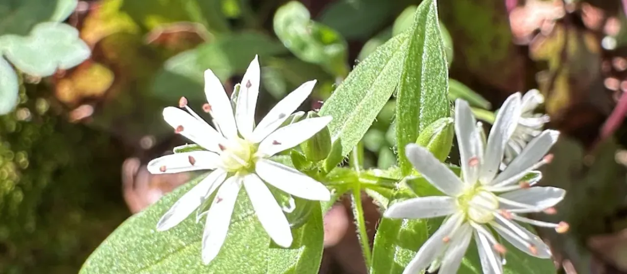 Great chickweed