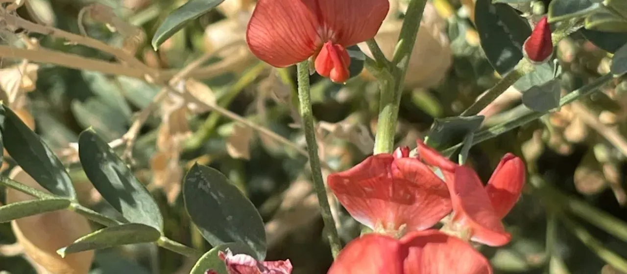 Сферофиза солончаковая