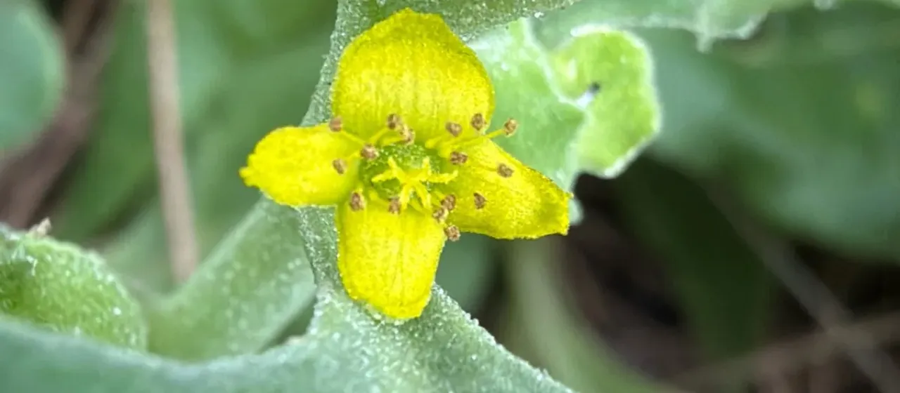 Tetragonia tetragonoides