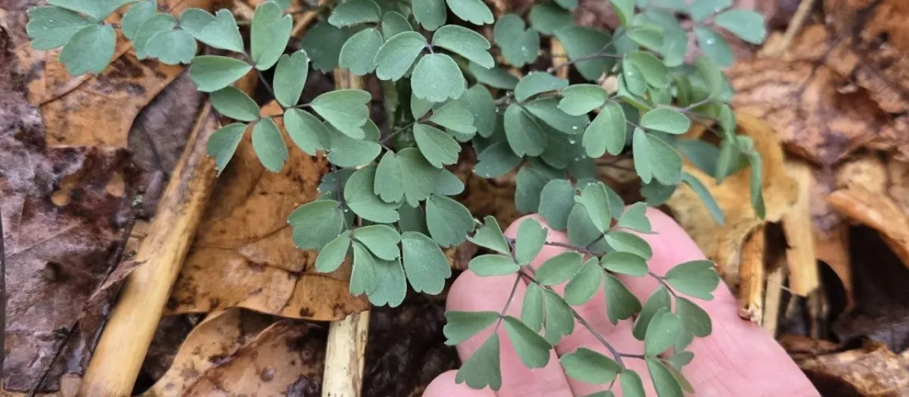 Tall meadow-rue