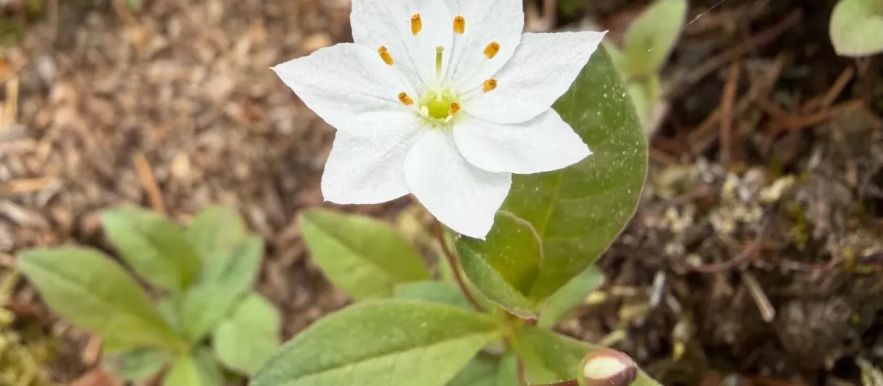 European starflower