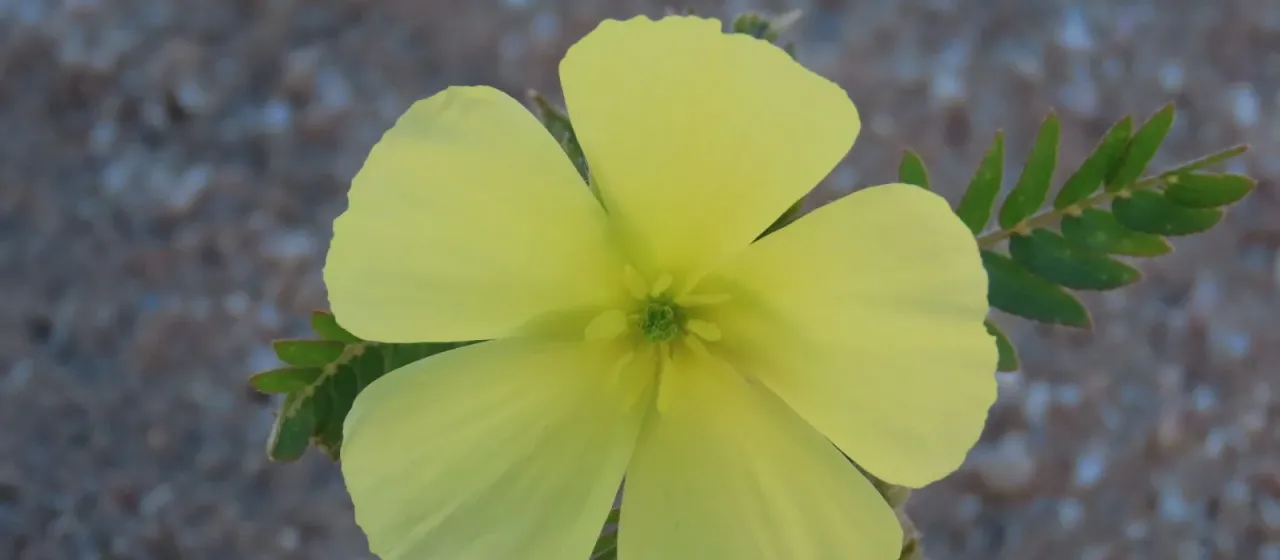 Tribulus zeyheri