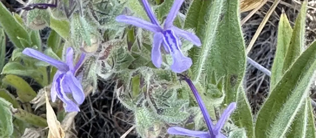Vinegarweed
