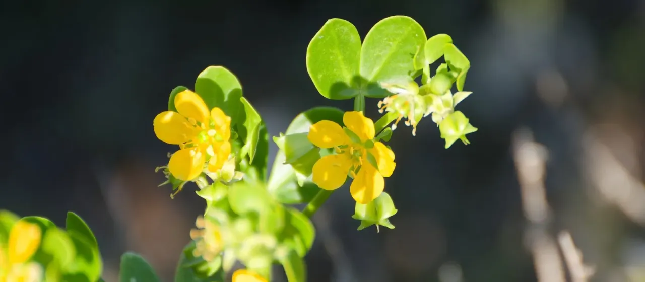 Gallweed