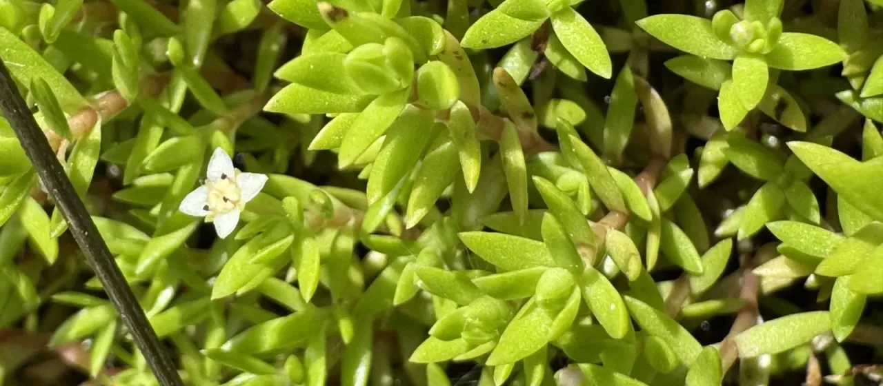 New Zealand pigmyweed