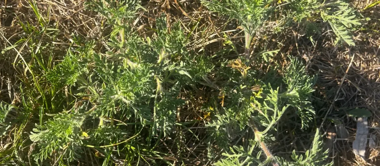 Thinleaf ragweed