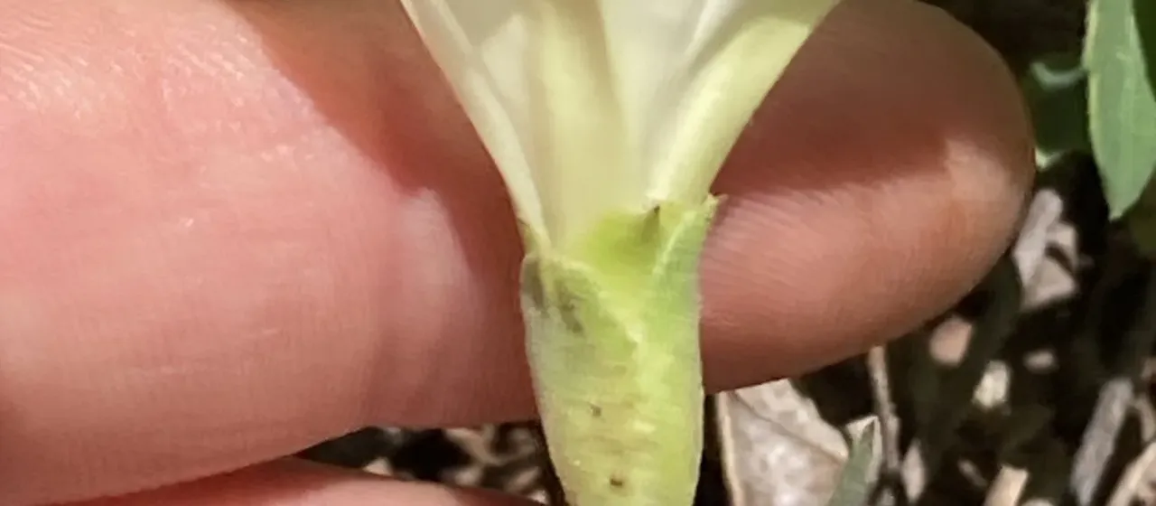 Western bindweed