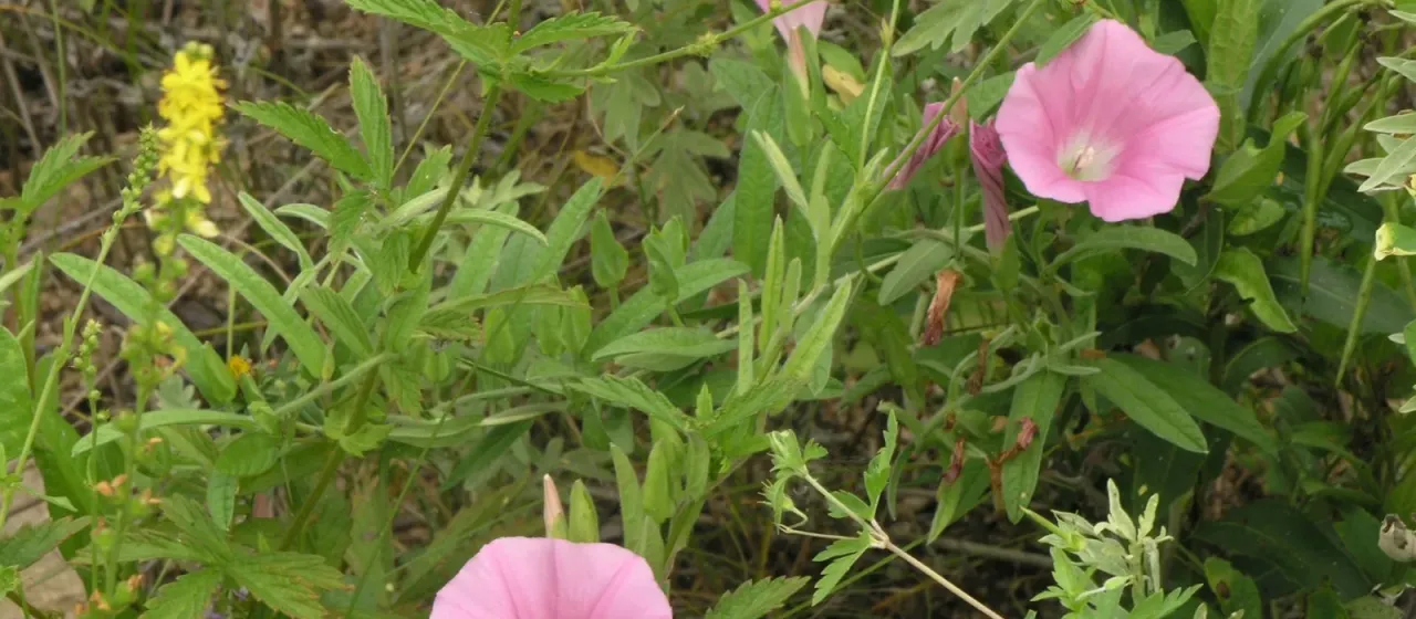 Hairy bindweed