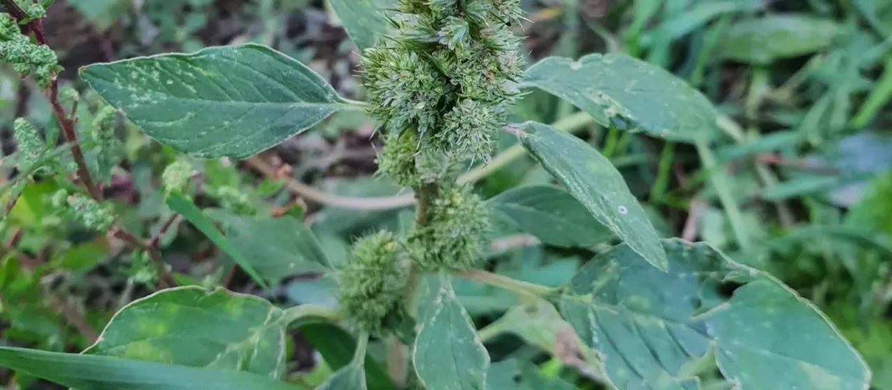Spreading amaranth