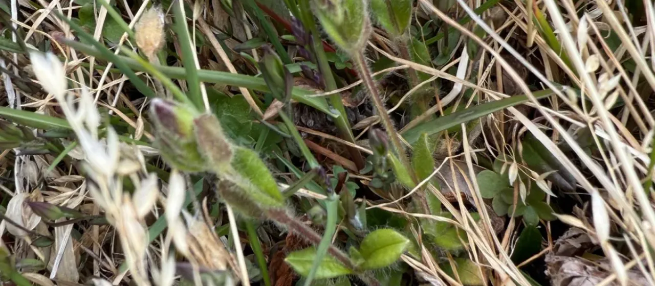 Bering chickweed