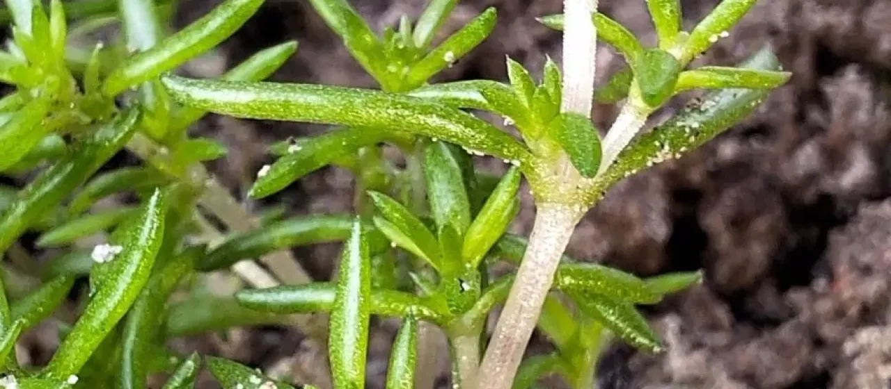 Crassula decumbens