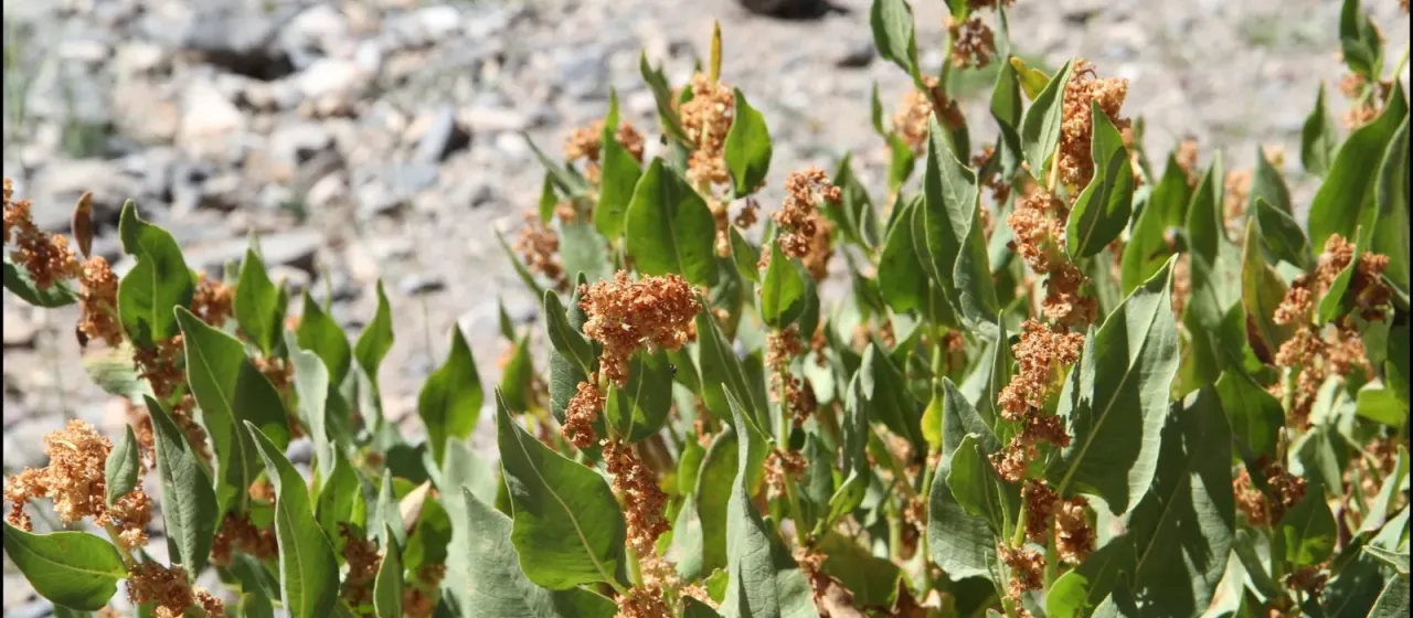 Koenigia rumicifolia
