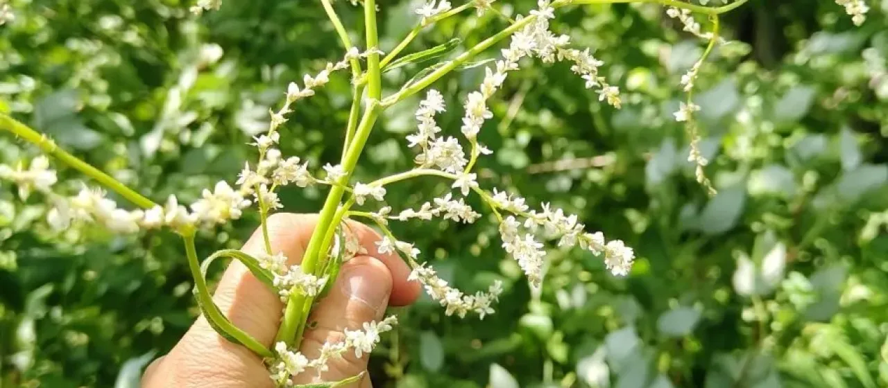 Alpine knotweed