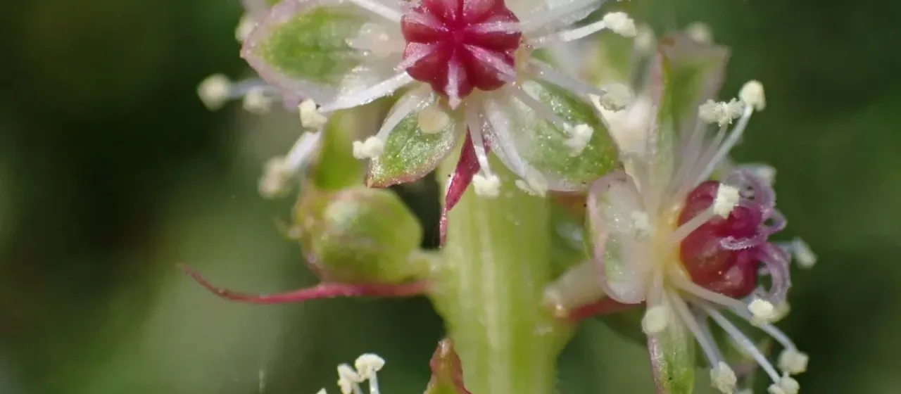 Mexican pokeweed