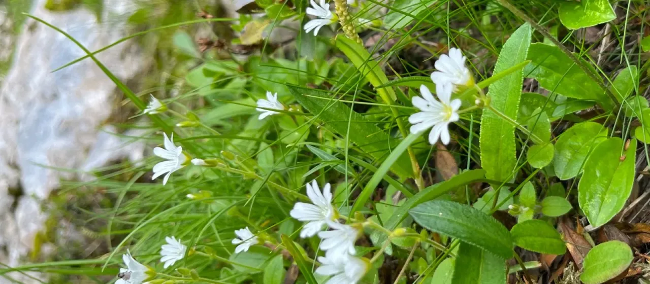 Cerastium subtriflorum