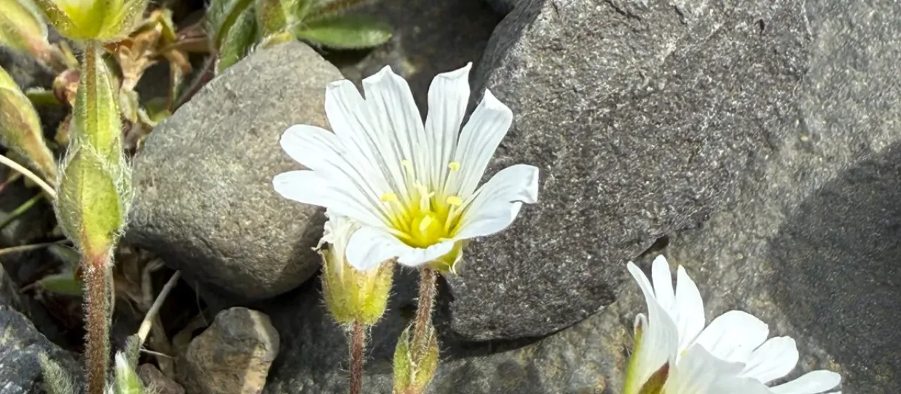 Alpine mouse-ear