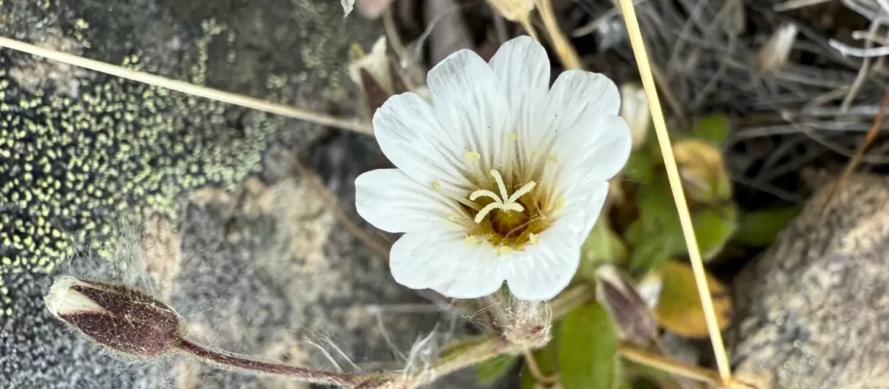 Arctic mouse-ear