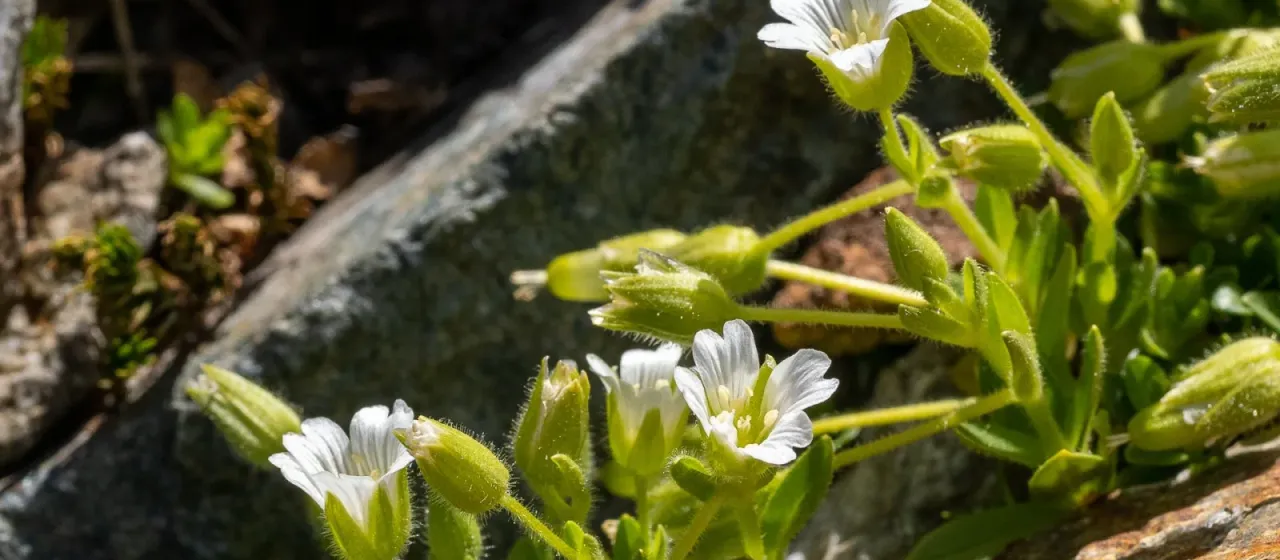 Pedunculate mouse-ear