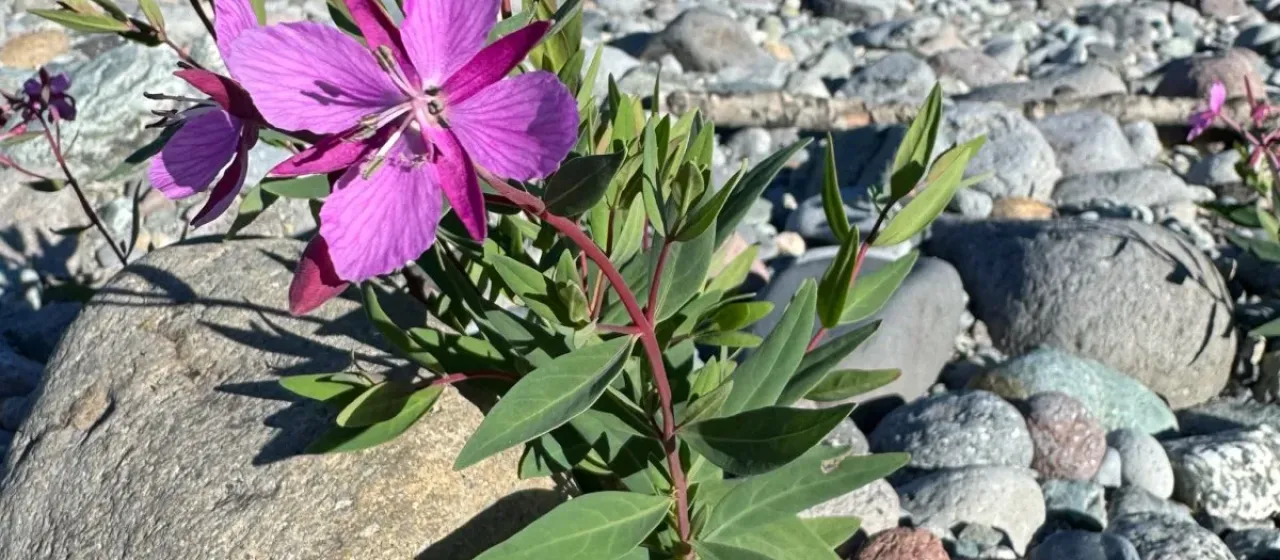 Broad-leaved willowherb